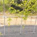 산바래기농장 이미지