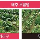 무룸