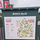 강원동물약품 | 강원도 홍천 가볼만한곳 가족여행 알파카월드 방문 후기