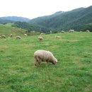 시원목장 이미지