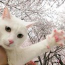 핑크젤리 이미지