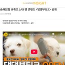 댕댕부티크
