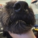 마냐나코리아 이미지