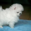 정퍼피클럽 이미지