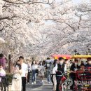 경포 벚꽃축제…31일 개막 이미지