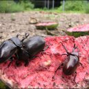 장수풍뎅이마을 이미지