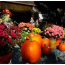 가을농장 이미지