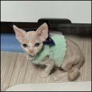 아담스펫 강아지분양 고양이분양 강남점 이미지