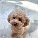 우리집 첫째 | 부산 강아지 호텔, 유치원, 미용 한큐에 해결 가능한 우리집첫째 내돈내산 후기