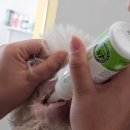 땡큐 베리 도그 이미지