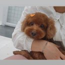 까끌레멍 이미지