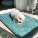 운정24시동물의료센터 이미지