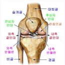 무릎연골 강화법 이미지