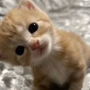 씨유 망원우리점 | 2026년 1월 중순까지••~:합정, 강남역, 연희동, 서촌