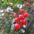 산타루치아펜션민박 이미지