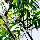 해산령의 동박새(Japanese White-eye) 이미지