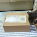 묘한보약 - 고양이 영양닭죽 보양식 급여 체험 후기