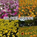세계거석 테마파크 | [화순] 전남 축제 2024 화순 고인돌 가을꽃축제 다녀온 후기 및 꿀팁 정보