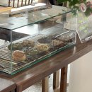 대백애견 이미지