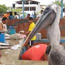 바다 FISH 이미지