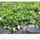 대요농장 이미지