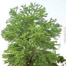 계수나무 이미지