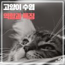 멍냥창고 이미지