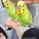 개코 | 청주 실내동물원 두번째 방문 솔직후기 [쥬니멀동물원]