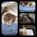 꼬물이공방 이미지