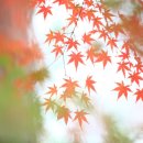 (유)삼일렌터카 이미지