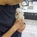 김해 강아지분양 고양이분양 도그하우스 대성점 이미지