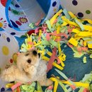 멍스쿨 전주애견유치원 애견호텔 이미지