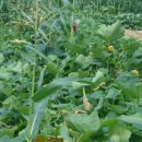 구월1동-4 이미지