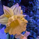 Seven Daffodils(Carol Kidd) 이미지