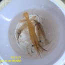 칠천도 와라펜션 이미지