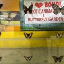 나비농장 이미지