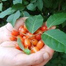 이쁜포리 이미지