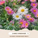 단지이것 | [일상] 용인 남사화훼단지 에르베플라워아울렛 봄꽃 쇼핑 후기