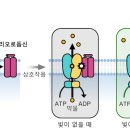 헬리오네이처