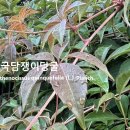 미국담쟁이덩굴 야생화를 찾아서(621) 이미지