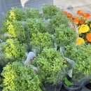 중앙종묘농약사 이미지