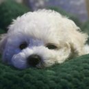 레알피부전문동물병원 이미지