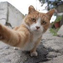 꿈꾸는 고양이 네이버블로그