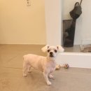 써니애견 이미지