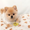 쿨 퍼피 이미지