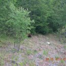 캐나다 통신(126): 아메리카흑곰(Ursus americanus) 이미지