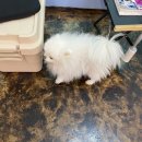 살롱드삐삐 이미지