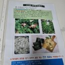 [음식/리뷰] 식사대용떡/건강한간식 &#34;산야뜰&#34; 개두릅찹쌀떡