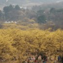이천산수유마을