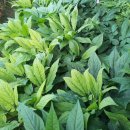 금산농약사 이미지